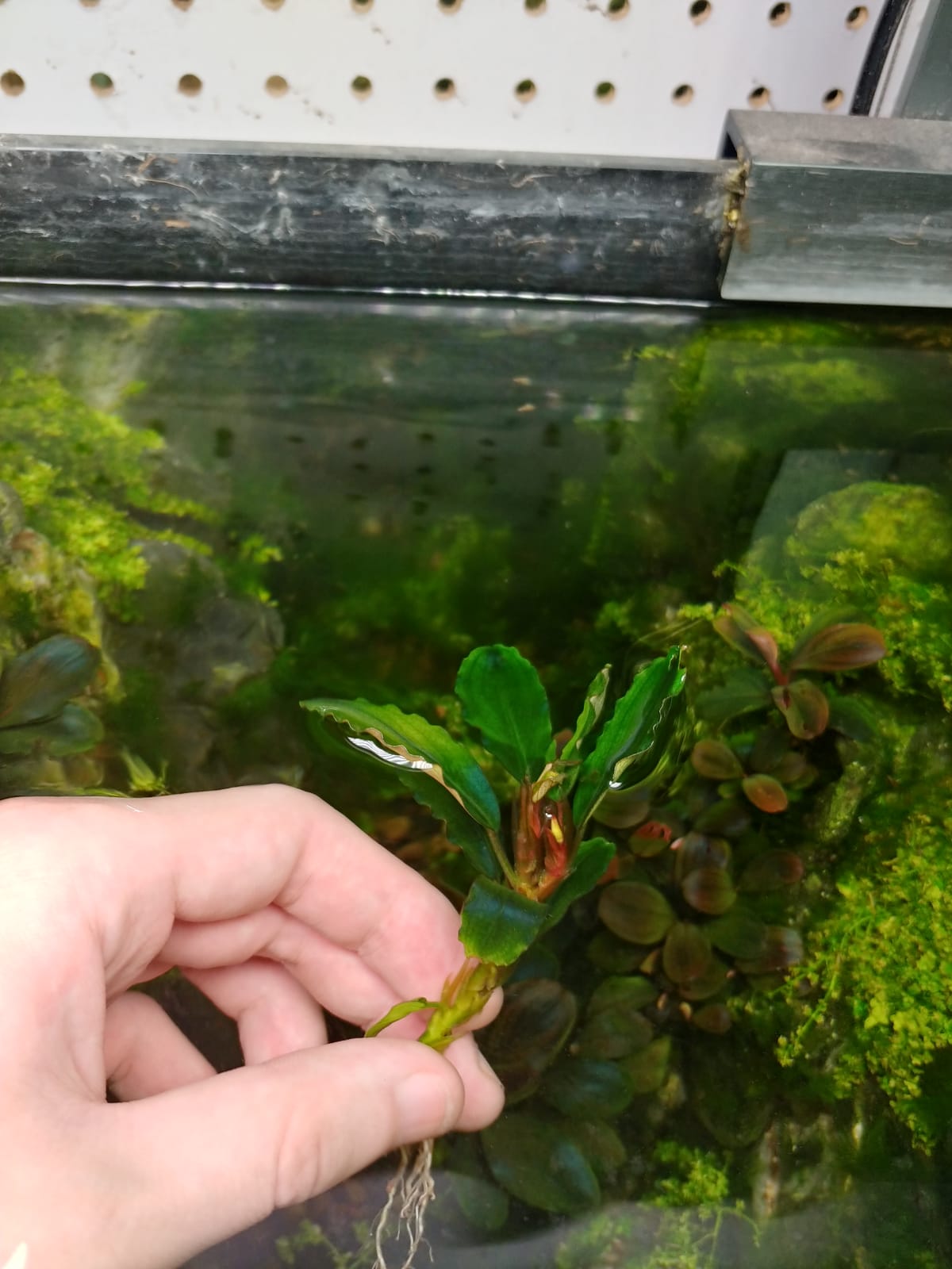 Bucephalandra sp. Hades