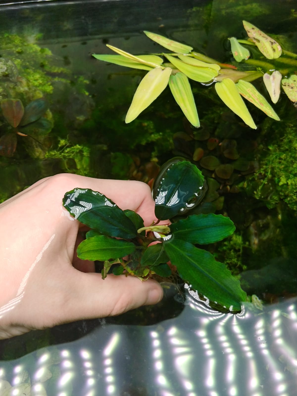 Bucephalandra sp. Hades