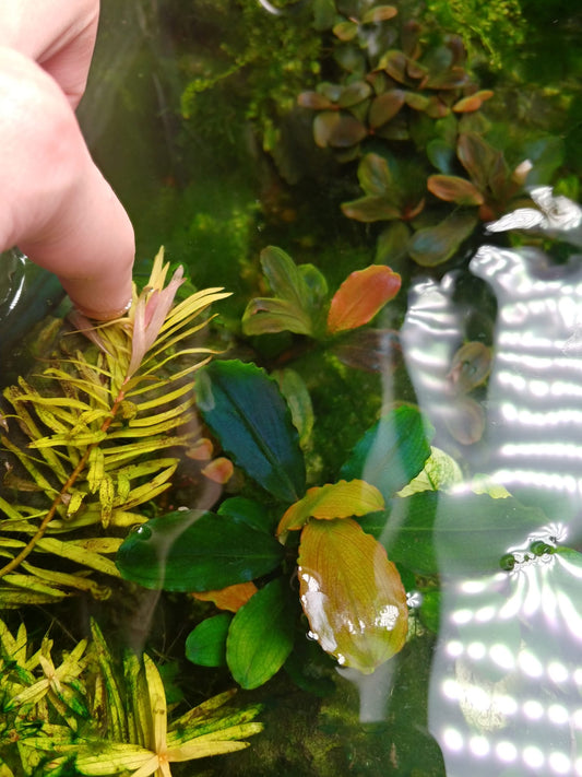 Bucephalandra sp. Hades