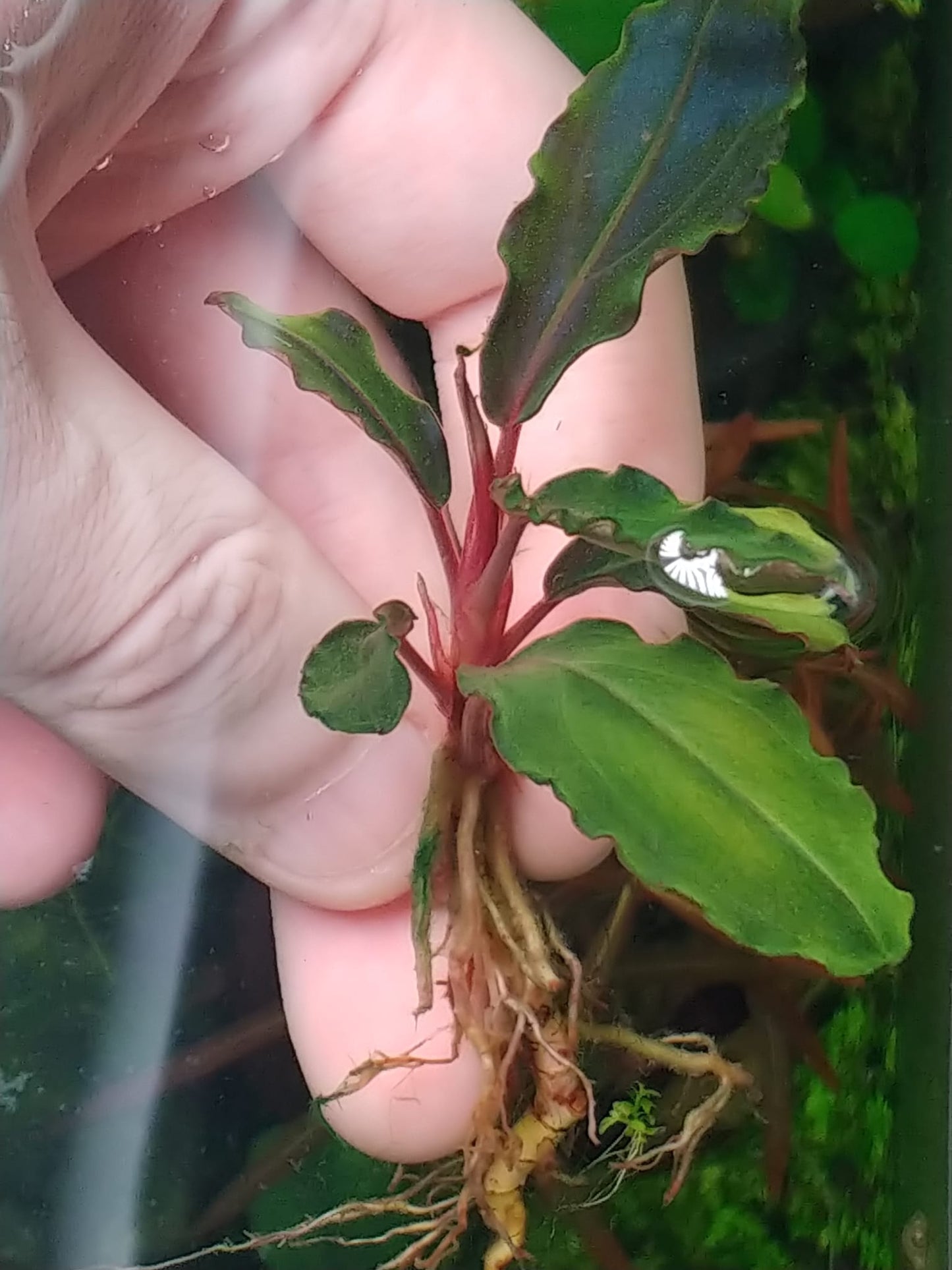 Bucephalandra sp. Royale Red