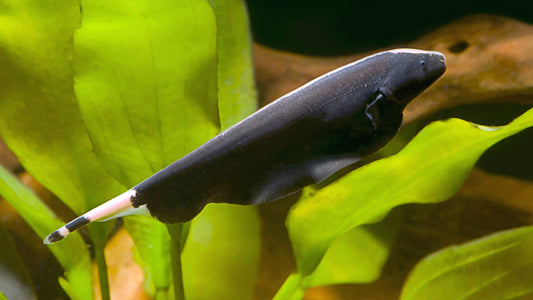 Black Ghost Knife (Apteronotus Albifrons )