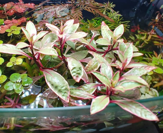 Ludwigia inclinata sp. White