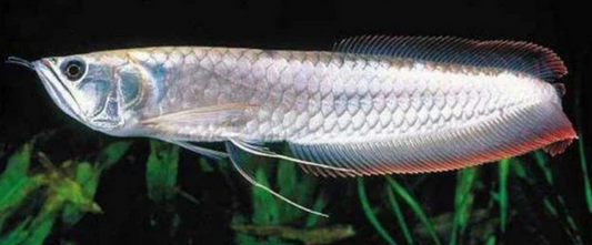 Silver Arowana