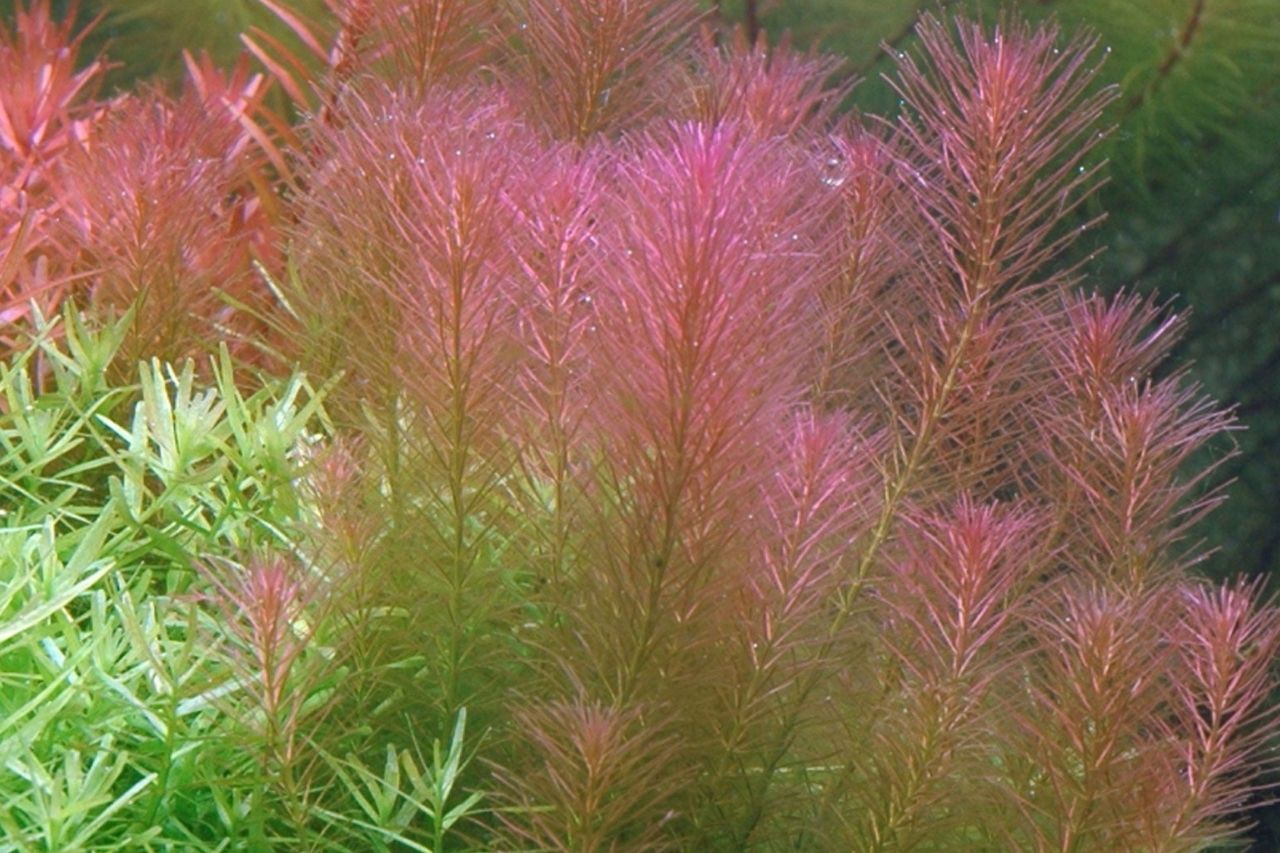 Rotala wallichii