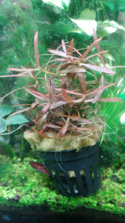 Hygrophila Ringens