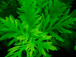 Hygrophila difformis - Water wristeria