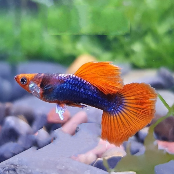 Koi Tuxedo Guppy (Pair) – Aquapets ( Kowloonaquarium)