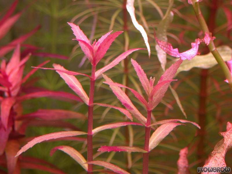 Limnophila sp。Belem （Aromatica red）