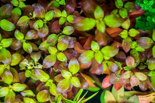 Ludwigia perunesis diamond