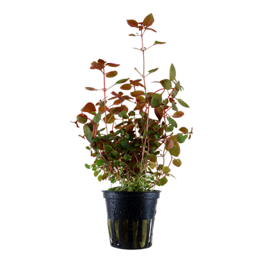 Ludwigia palustris sp. Super red