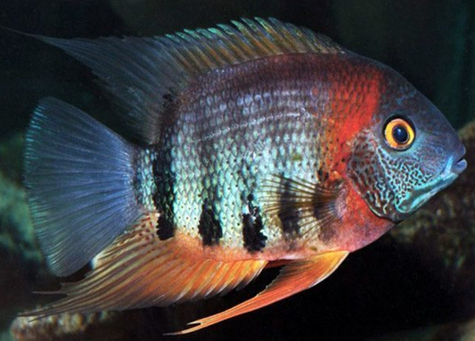 Red-necked severum