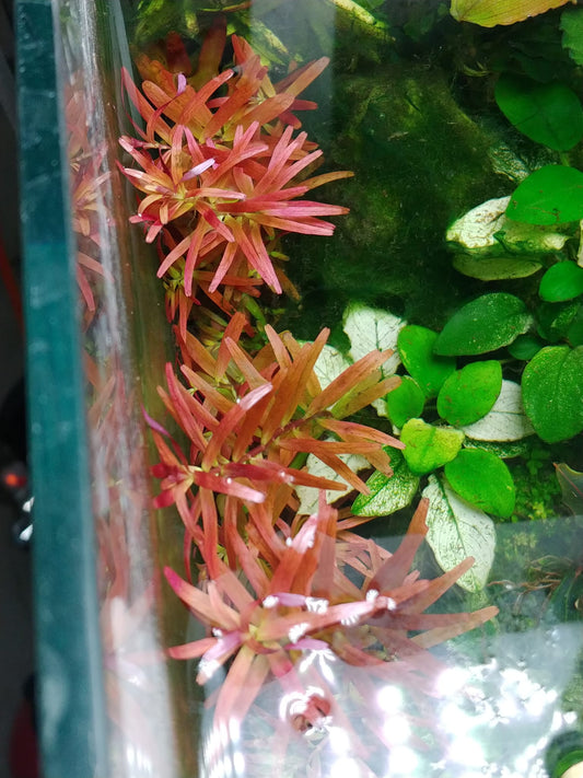 Rotala rotundifolia sp Blood red SG