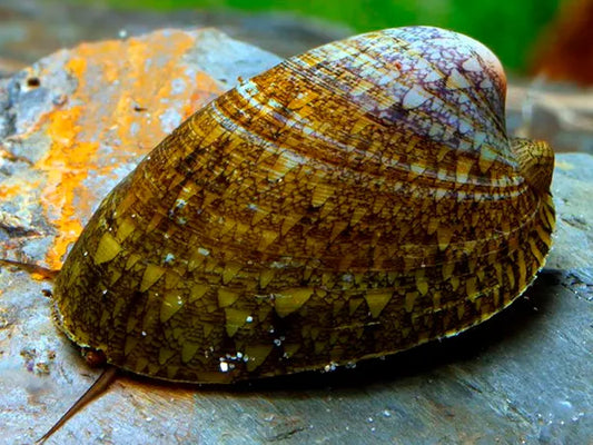 Limpet Snail( Septaria Porcellana )