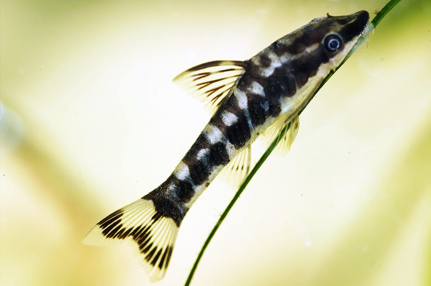 Otocinclus cocama - Zebra oto